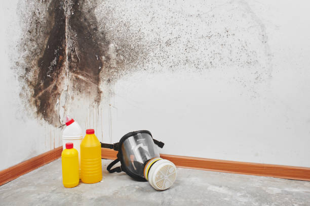 Certified Mold Removal in Kalifornsky, AK