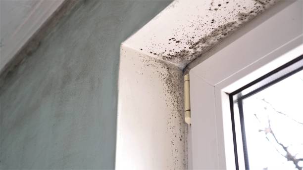 Best Residential Mold Removal  in Kalifornsky, AK