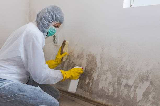 Best Attic Mold Removal  in Kalifornsky, AK
