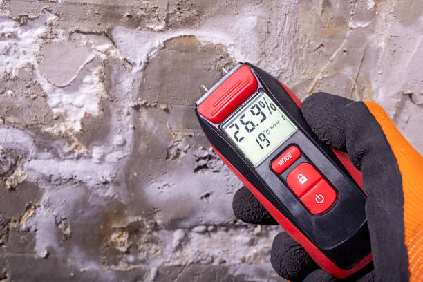 Trusted Kalifornsky, AK Mold Removal Experts