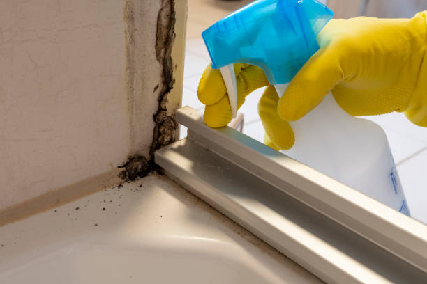 Best Mold Testing  in Kalifornsky, AK