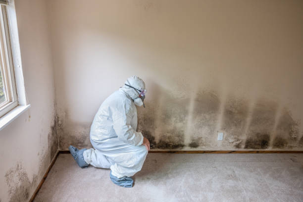 Best Mold Cleaning Services  in Kalifornsky, AK