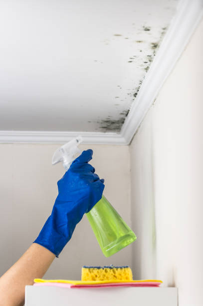 Best Mold Damage Repair  in Kalifornsky, AK